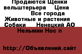 Продаются Щенки вельштерьера  › Цена ­ 27 000 - Все города Животные и растения » Собаки   . Ненецкий АО,Нельмин Нос п.